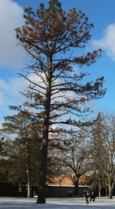 A pine tree.