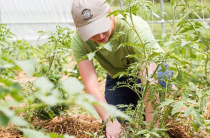 Albion College student working on the student farm.