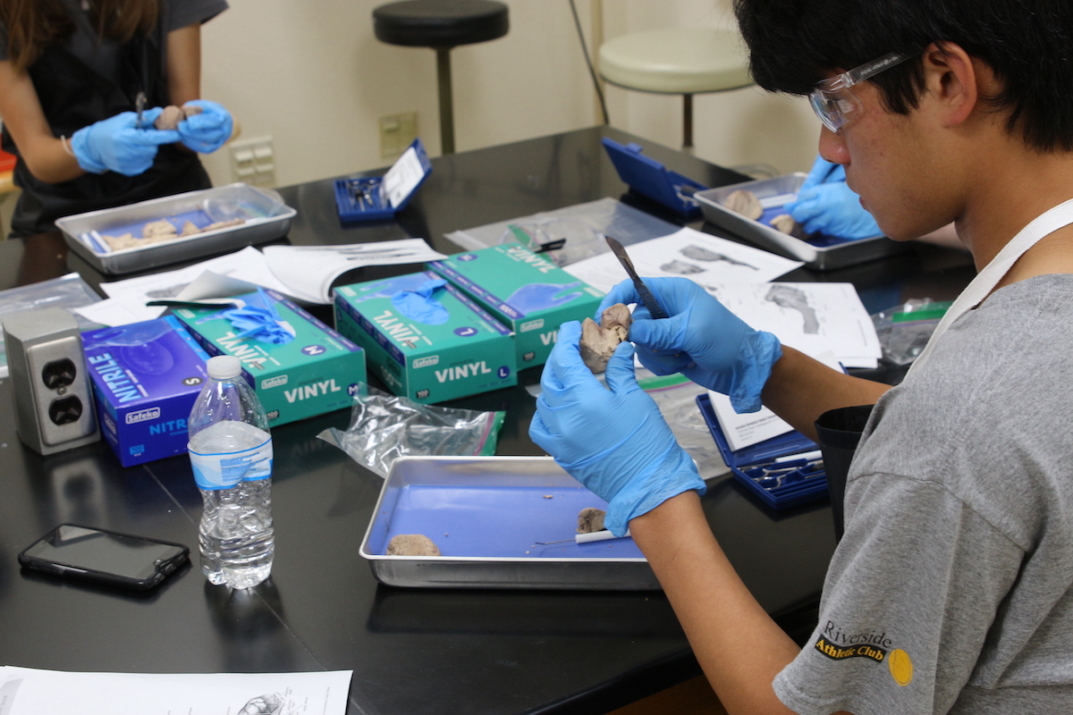 A student examining findings in the lab.