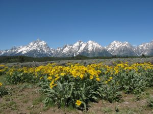 A field of yellow flowers with mountains in the background.