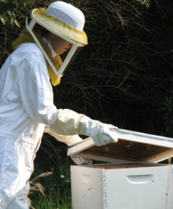 Someone wearing a beekeeping suit opening a hive.