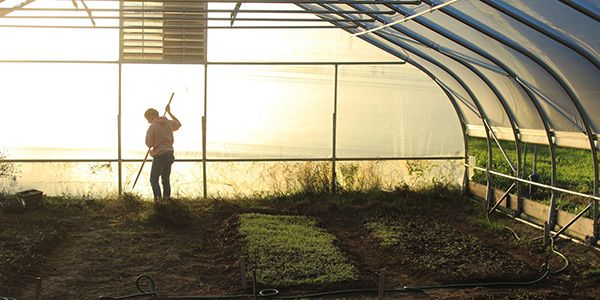 A person hoeing in a greenhouse.
