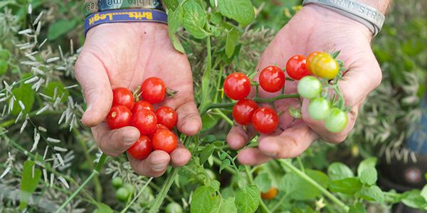 A photograph of hands holding cherry tomatoes.