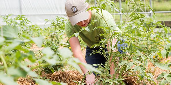 A student working in the garden.