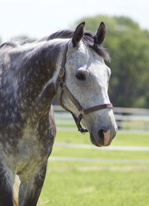 A gray and white dappled horse.