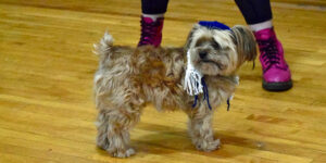 A dog wearing a yarmulke.