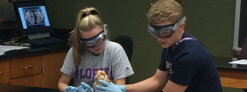 Two students wearing goggles and holding an anatomical heart