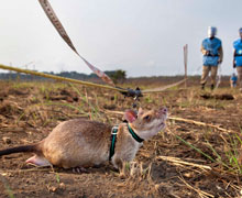 A rat on a leash outside.