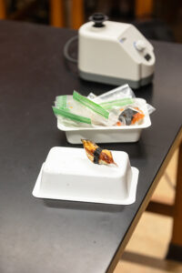 Sushi sample for biology class