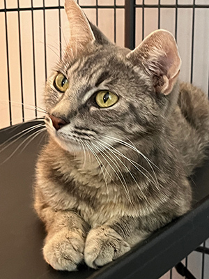 Mama Crush is among the cats being cared for at Detroit Community Cat Rescue.