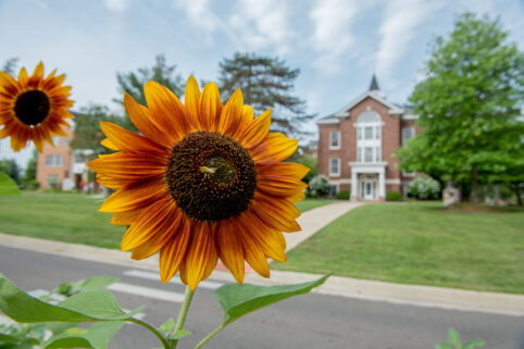 Sunflower on campus